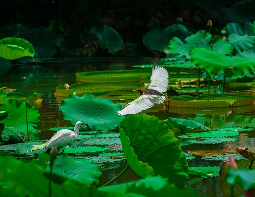 2023年夏天最高溫度能達到多少?夏天很熱吃什么解暑 2023年夏天最高溫度能達到多少?夏天很熱吃什么解暑