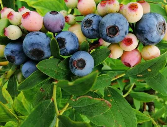 每天吃一把藍(lán)莓堅持一年有什么好處?藍(lán)莓買回家不放冰箱怎樣保存 每天吃一把藍(lán)莓堅持一年有什么好處?藍(lán)莓買回家不放冰箱怎樣保存