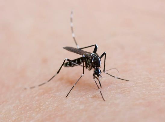 屋子里的蚊子會(huì)自然死嗎?蚊子在沒有人的房間多久會(huì)死 屋子里的蚊子會(huì)自然死嗎?蚊子在沒有人的房間多久會(huì)死