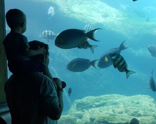 ȫ��ʮ�����^�����������m��Georgia Aquarium���Z�����۷ǳ�����