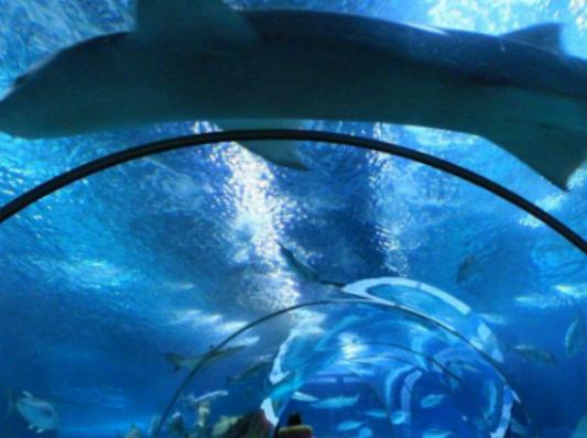 ȫ��ʮ�����^�����������m��Georgia Aquarium���Z�����۷ǳ�����