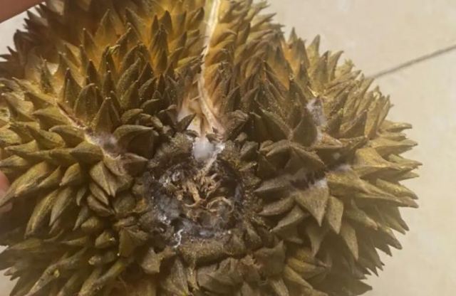 榴蓮外殼發霉了還能吃嗎?榴蓮壞了吃了會中毒嗎 榴蓮外殼發霉了還能吃嗎?榴蓮壞了吃了會中毒嗎