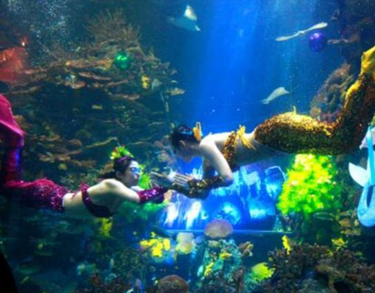 上海值得去的冷門(mén)景點(diǎn),辰山國(guó)家植物園、長(zhǎng)風(fēng)海洋世界頗有樂(lè)趣 上海值得去的冷門(mén)景點(diǎn),辰山國(guó)家植物園、長(zhǎng)風(fēng)海洋世界頗有樂(lè)趣