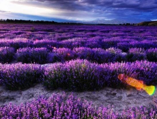 �Ї�����ʮ�󻨺�����������޹�²ݻ����������������׌����_�۽�