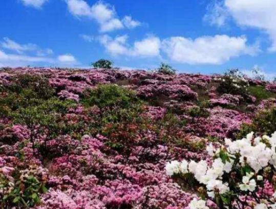 �Ї�����ʮ�󻨺�����������޹�²ݻ����������������׌����_�۽�