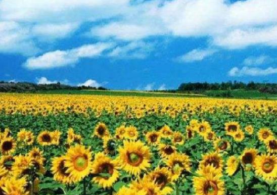 �Ї�����ʮ�󻨺�����������޹�²ݻ����������������׌����_�۽�