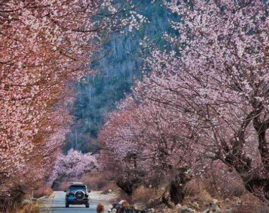 �Ї�����ʮ�󻨺�����������޹�²ݻ����������������׌����_�۽�