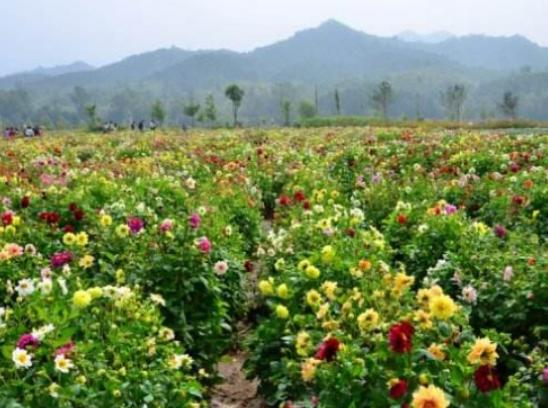 �Ї�����ʮ�󻨺�����������޹�²ݻ����������������׌����_�۽�