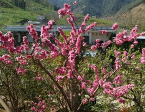 攀枝花最好玩的地方推薦,二灘國家森林公園、海塔世外桃源風景區很優美 攀枝花最好玩的地方推薦,二灘國家森林公園、海塔世外桃源風景區很優美