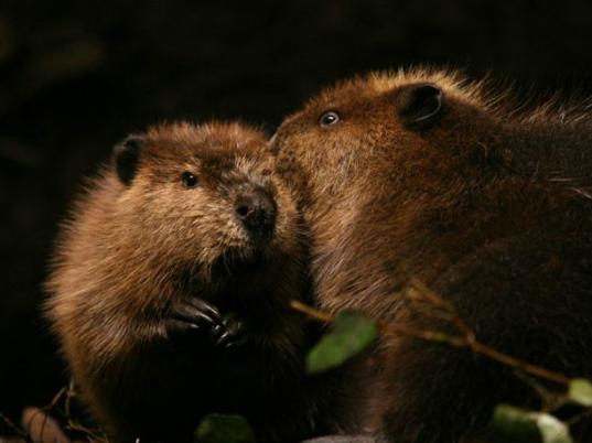 ����ʮ�����o�Ƭ����؂��ë�v�Uӛ�ܿɐۡ����Ī{�ӎ������p��ԭ����