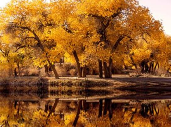 Їʮɭ֣݆_hľֹ@ɽѩXɼֳʥ