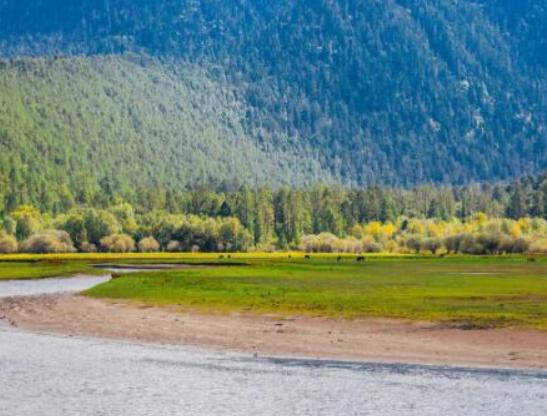 中國十大最美森林,輪臺縣塔里木胡楊林公園、天山雪嶺云杉林崇高又圣潔 中國十大最美森林,輪臺縣塔里木胡楊林公園、天山雪嶺云杉林崇高又圣潔