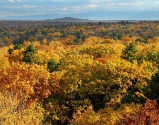 中國十大最美森林,輪臺縣塔里木胡楊林公園、天山雪嶺云杉林崇高又圣潔 中國十大最美森林,輪臺縣塔里木胡楊林公園、天山雪嶺云杉林崇高又圣潔