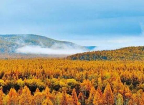 中國十大最美森林,輪臺縣塔里木胡楊林公園、天山雪嶺云杉林崇高又圣潔 中國十大最美森林,輪臺縣塔里木胡楊林公園、天山雪嶺云杉林崇高又圣潔