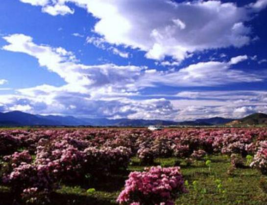 中國十大最美森林,輪臺縣塔里木胡楊林公園、天山雪嶺云杉林崇高又圣潔 中國十大最美森林,輪臺縣塔里木胡楊林公園、天山雪嶺云杉林崇高又圣潔