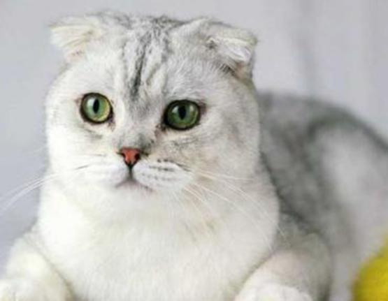 ʮ����ճ�˵�؈��������ż؈�Ը����o���K���m�۶�؈�����ԏ�(qi��ng)