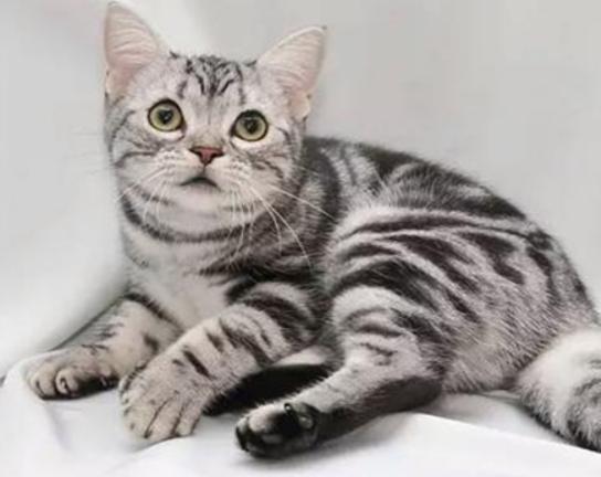 ʮ����ճ�˵�؈��������ż؈�Ը����o���K���m�۶�؈�����ԏ�(qi��ng)