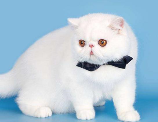 ʮ����ճ�˵�؈��������ż؈�Ը����o���K���m�۶�؈�����ԏ�(qi��ng)