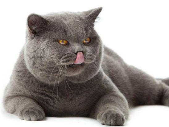 ʮ����ճ�˵�؈��������ż؈�Ը����o���K���m�۶�؈�����ԏ�(qi��ng)