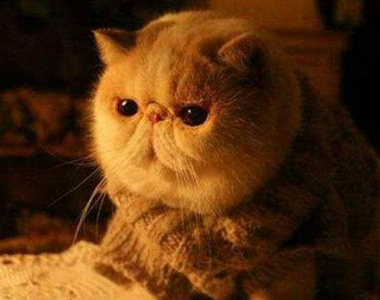 ʮ����ճ�˵�؈��������ż؈�Ը����o���K���m�۶�؈�����ԏ�(qi��ng)