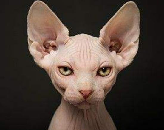 ʮ����ճ�˵�؈��������ż؈�Ը����o���K���m�۶�؈�����ԏ�(qi��ng)