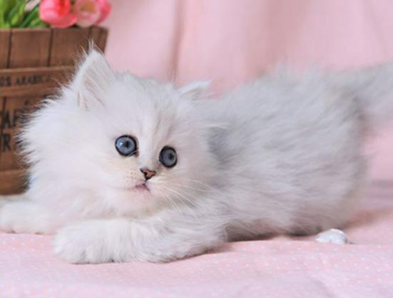 ʮ����ճ�˵�؈��������ż؈�Ը����o���K���m�۶�؈�����ԏ�(qi��ng)