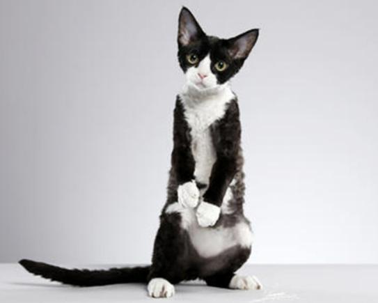 世界十大最不掉毛的貓排名,孟買貓毛發柔軟、德文卷毛貓容易打理 世界十大最不掉毛的貓排名,孟買貓毛發柔軟、德文卷毛貓容易打理