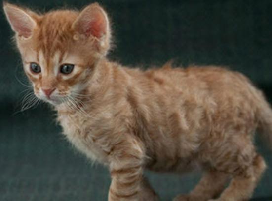 世界十大最不掉毛的貓排名,孟買貓毛發柔軟、德文卷毛貓容易打理 世界十大最不掉毛的貓排名,孟買貓毛發柔軟、德文卷毛貓容易打理