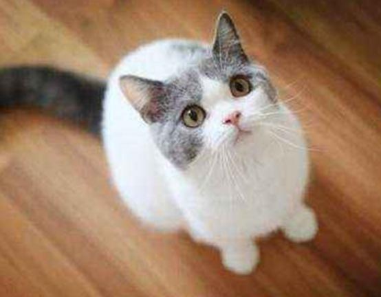 世界十大最適合新手養的貓,中國貍花貓、英國短毛貓極易喂養 世界十大最適合新手養的貓,中國貍花貓、英國短毛貓極易喂養