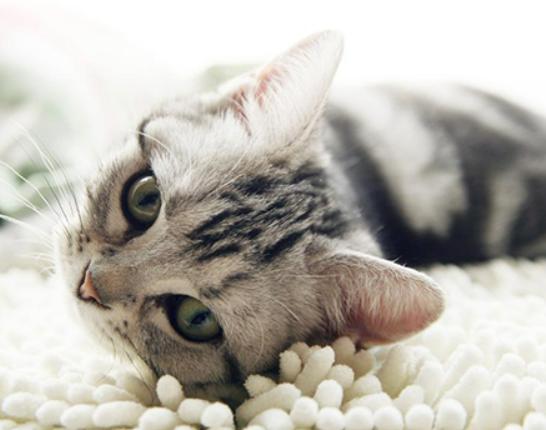 世界十大最適合新手養的貓,中國貍花貓、英國短毛貓極易喂養 世界十大最適合新手養的貓,中國貍花貓、英國短毛貓極易喂養