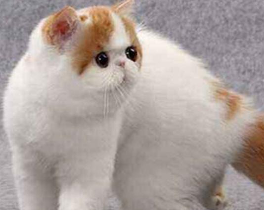 世界十大最適合新手養的貓,中國貍花貓、英國短毛貓極易喂養 世界十大最適合新手養的貓,中國貍花貓、英國短毛貓極易喂養