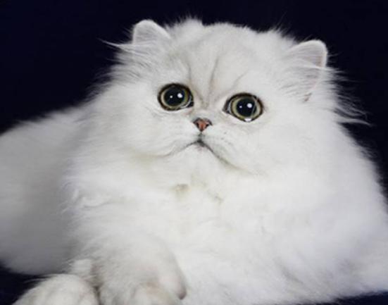 世界十大最適合新手養的貓,中國貍花貓、英國短毛貓極易喂養 世界十大最適合新手養的貓,中國貍花貓、英國短毛貓極易喂養