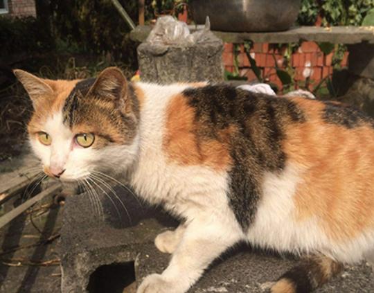 世界十大最適合新手養的貓,中國貍花貓、英國短毛貓極易喂養 世界十大最適合新手養的貓,中國貍花貓、英國短毛貓極易喂養