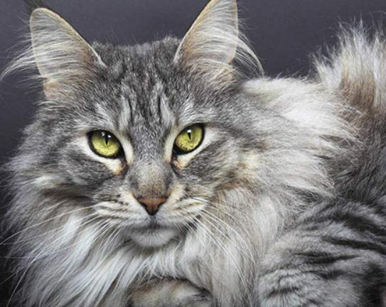 世界十大最適合新手養的貓,中國貍花貓、英國短毛貓極易喂養 世界十大最適合新手養的貓,中國貍花貓、英國短毛貓極易喂養