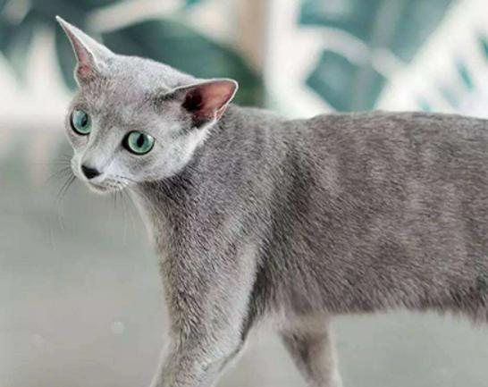 世界十大最適合新手養的貓,中國貍花貓、英國短毛貓極易喂養 世界十大最適合新手養的貓,中國貍花貓、英國短毛貓極易喂養