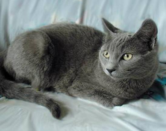 世界十大最適合新手養的貓,中國貍花貓、英國短毛貓極易喂養 世界十大最適合新手養的貓,中國貍花貓、英國短毛貓極易喂養