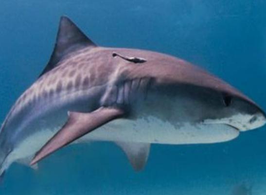 海洋10大巨型生物排行榜,獅鬃水母令人致死、藍鯨瀕臨滅絕 海洋10大巨型生物排行榜,獅鬃水母令人致死、藍鯨瀕臨滅絕