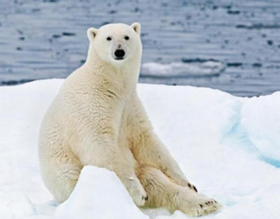 地球陸地10大巨型生物排行榜,非洲象戰斗力不錯、河馬嘴巴巨大 地球陸地10大巨型生物排行榜,非洲象戰斗力不錯、河馬嘴巴巨大