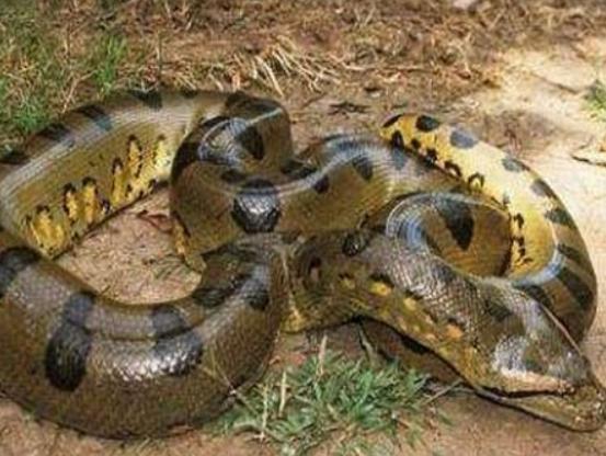 地球陸地10大巨型生物排行榜,非洲象戰斗力不錯、河馬嘴巴巨大 地球陸地10大巨型生物排行榜,非洲象戰斗力不錯、河馬嘴巴巨大