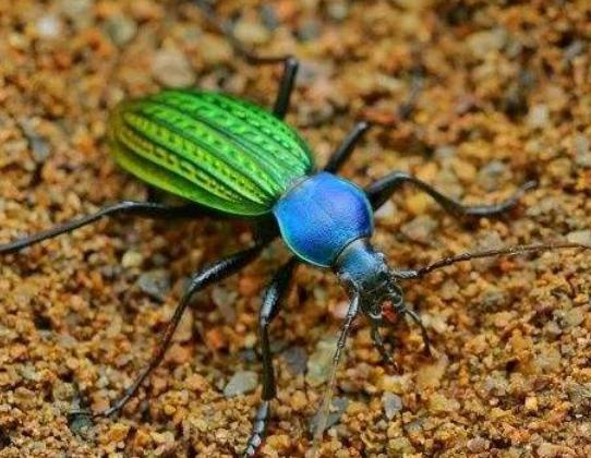 ȫ��ʮ����ϡ���x(ch��ng)���а񣬲�Ϭ�����Ը���ľ�^���ʱ۽��������ɫ