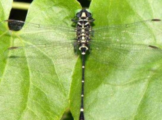 ȫ��ʮ����ϡ���x(ch��ng)���а񣬲�Ϭ�����Ը���ľ�^���ʱ۽��������ɫ