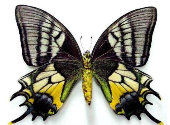 ȫ��ʮ����ϡ���x(ch��ng)���а�����Ϭ�����Ը���ľ�^���ʱ۽��������ɫ