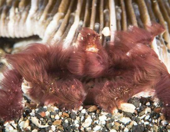 ����ʮ������ֵ��з�����^з�����ԏ�������з�����������ļך�����