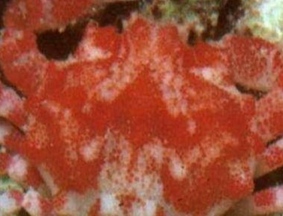 ����ʮ������ֵ��з�����^з�����ԏ�������з�����������ļך�����