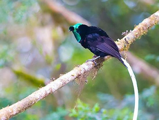 世界十大最奇特的鳥排名,超級天堂鳥有特色、薩克森極樂鳥很漂亮 世界十大最奇特的鳥排名,超級天堂鳥有特色、薩克森極樂鳥很漂亮