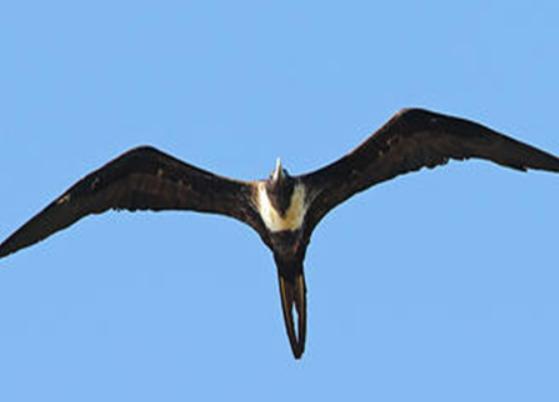 世界十大最奇特的鳥排名,超級天堂鳥有特色、薩克森極樂鳥很漂亮 世界十大最奇特的鳥排名,超級天堂鳥有特色、薩克森極樂鳥很漂亮