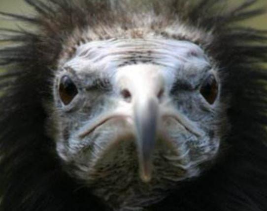 世界十大最奇特的鳥排名,超級天堂鳥有特色、薩克森極樂鳥很漂亮 世界十大最奇特的鳥排名,超級天堂鳥有特色、薩克森極樂鳥很漂亮