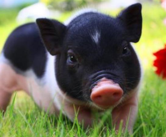 ����ʮ�������Ą�������ɕ�ֱ�����ߡ���������ǳ����