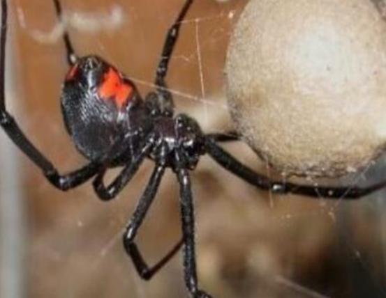 世界最毒十大蜘蛛,紅寡婦蜘蛛不主動攻擊、悉尼漏斗網(wǎng)蛛可能會致命 世界最毒十大蜘蛛,紅寡婦蜘蛛不主動攻擊、悉尼漏斗網(wǎng)蛛可能會致命