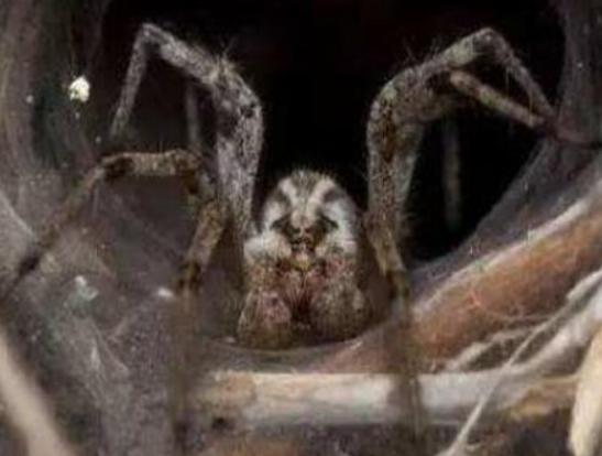 世界最毒十大蜘蛛,紅寡婦蜘蛛不主動攻擊、悉尼漏斗網(wǎng)蛛可能會致命 世界最毒十大蜘蛛,紅寡婦蜘蛛不主動攻擊、悉尼漏斗網(wǎng)蛛可能會致命